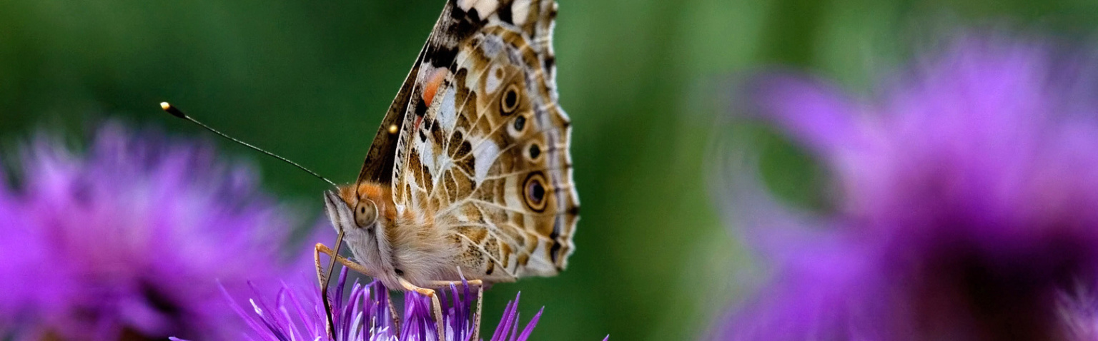 Gesundheitshaus imPuls Proszamer Schmetterling